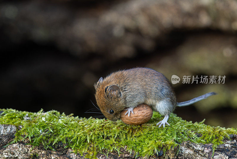 可爱的田鼠(Myodes glareolus)